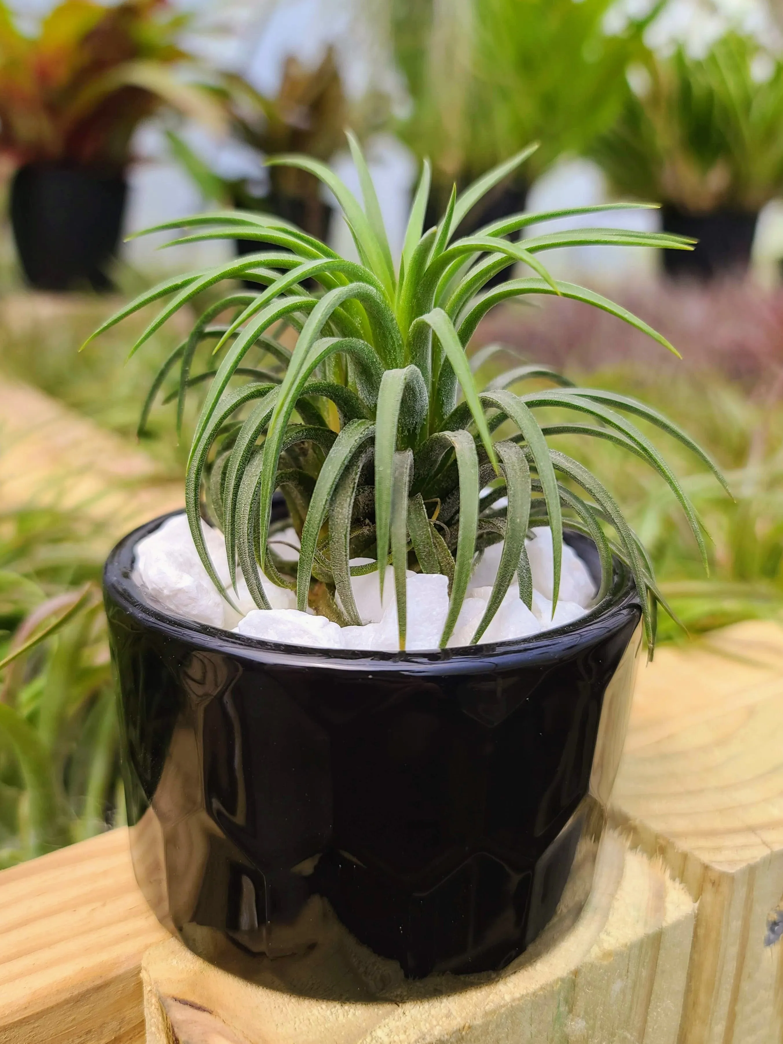 Ceramic Geo Holder Black with Air Plant