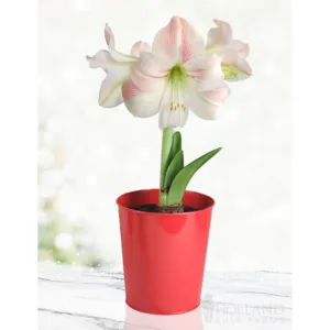 'Charming' Amaryllis Kit