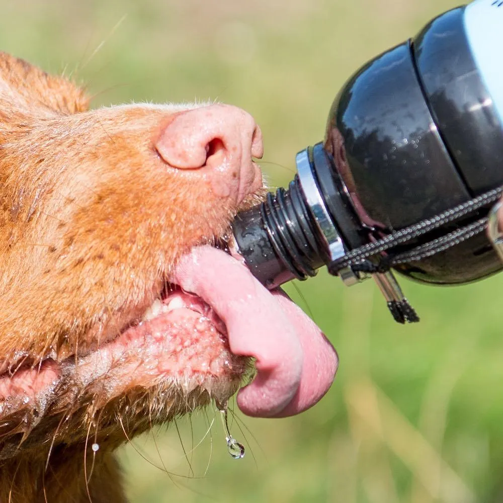 Dog Water Bottle, Lick 'n Flow, Black