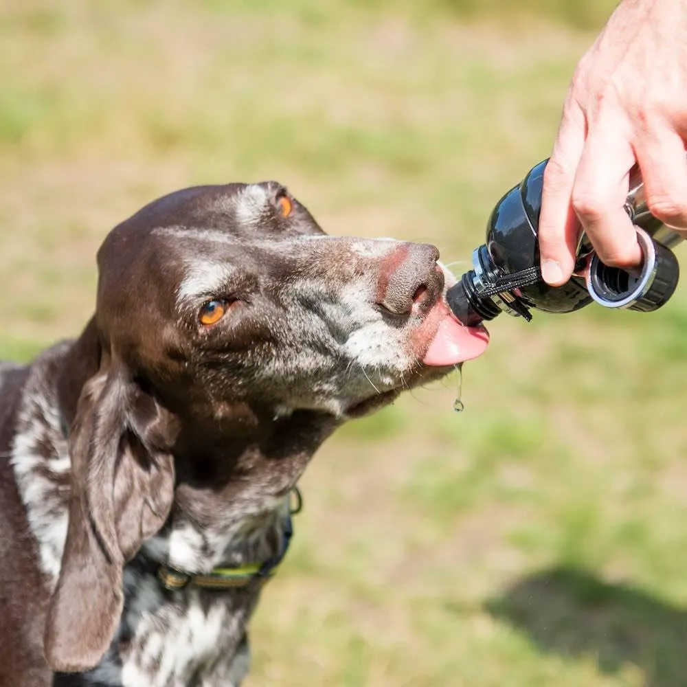 Dog Water Bottle, Lick 'n Flow, Black