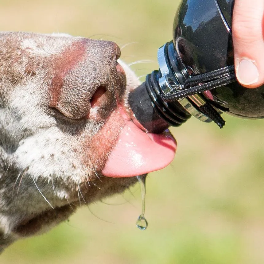 Dog Water Bottle, Lick 'n Flow, Camo